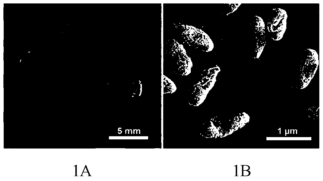 A kind of Pseudomonas putida and its bacterial agent and application