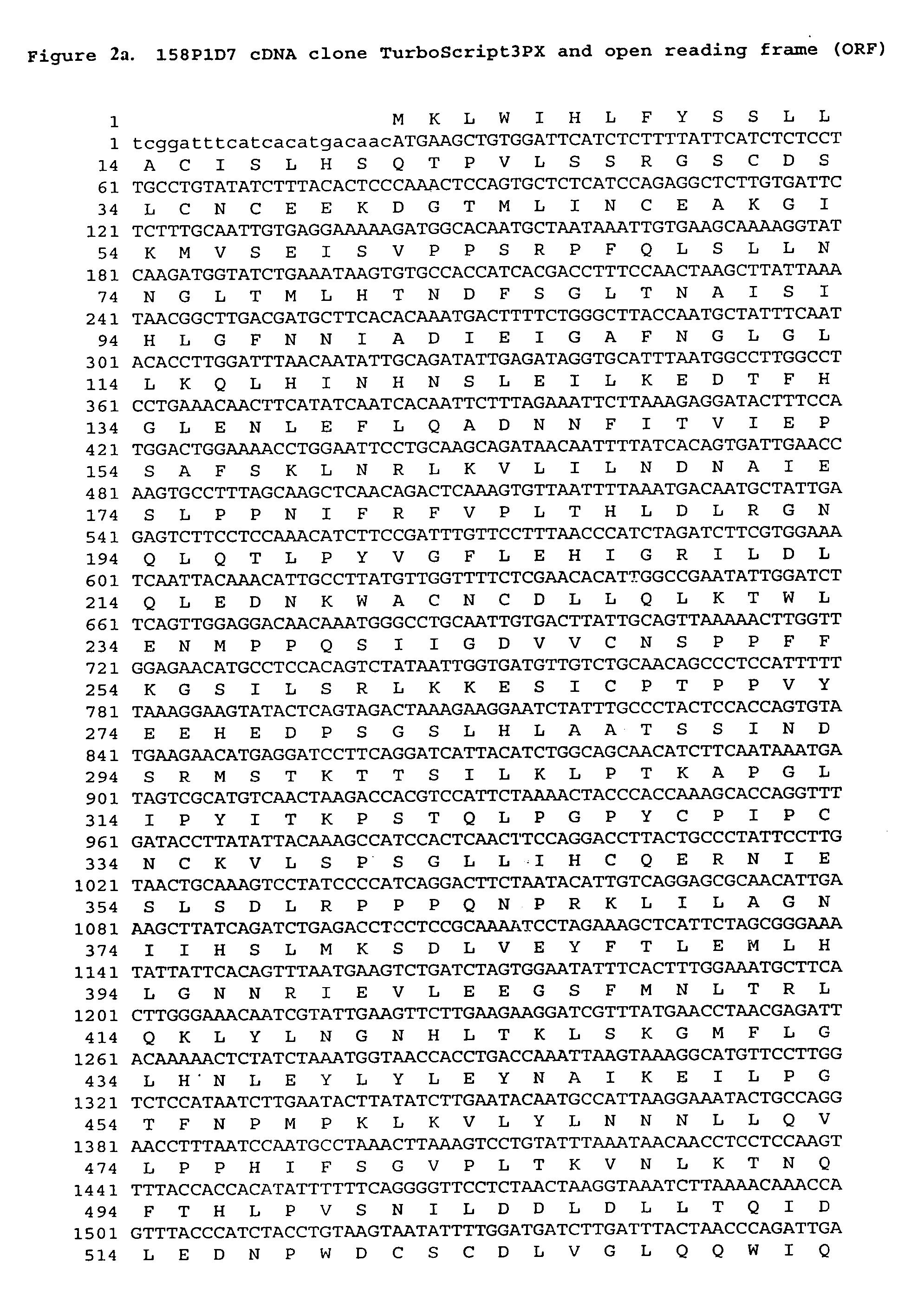 Nucleic acid and corresponding protein named 158P1D7 useful in the treatment and detection of bladder and other cancers