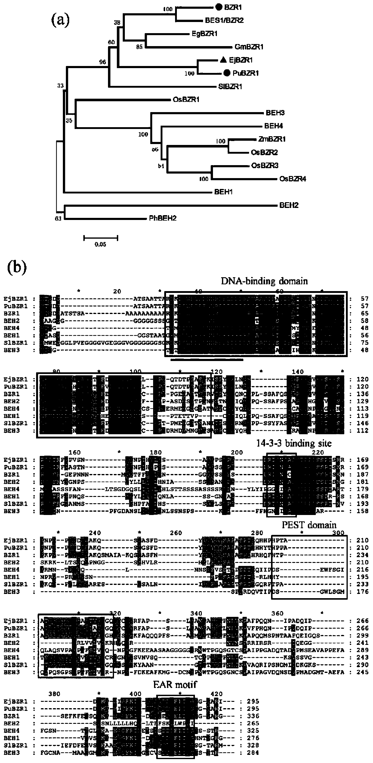 Transcription factor EjBZR1 for inhibiting fruit cell expansion and application thereof