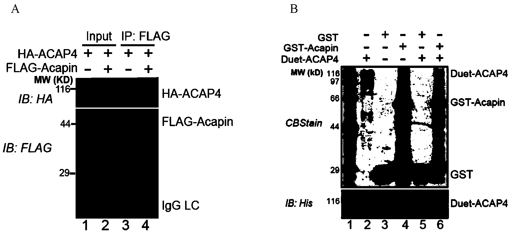 Verification of ACAP4 activity inhibiting protein and functions of ACAP4 activity inhibiting protein in cell migration