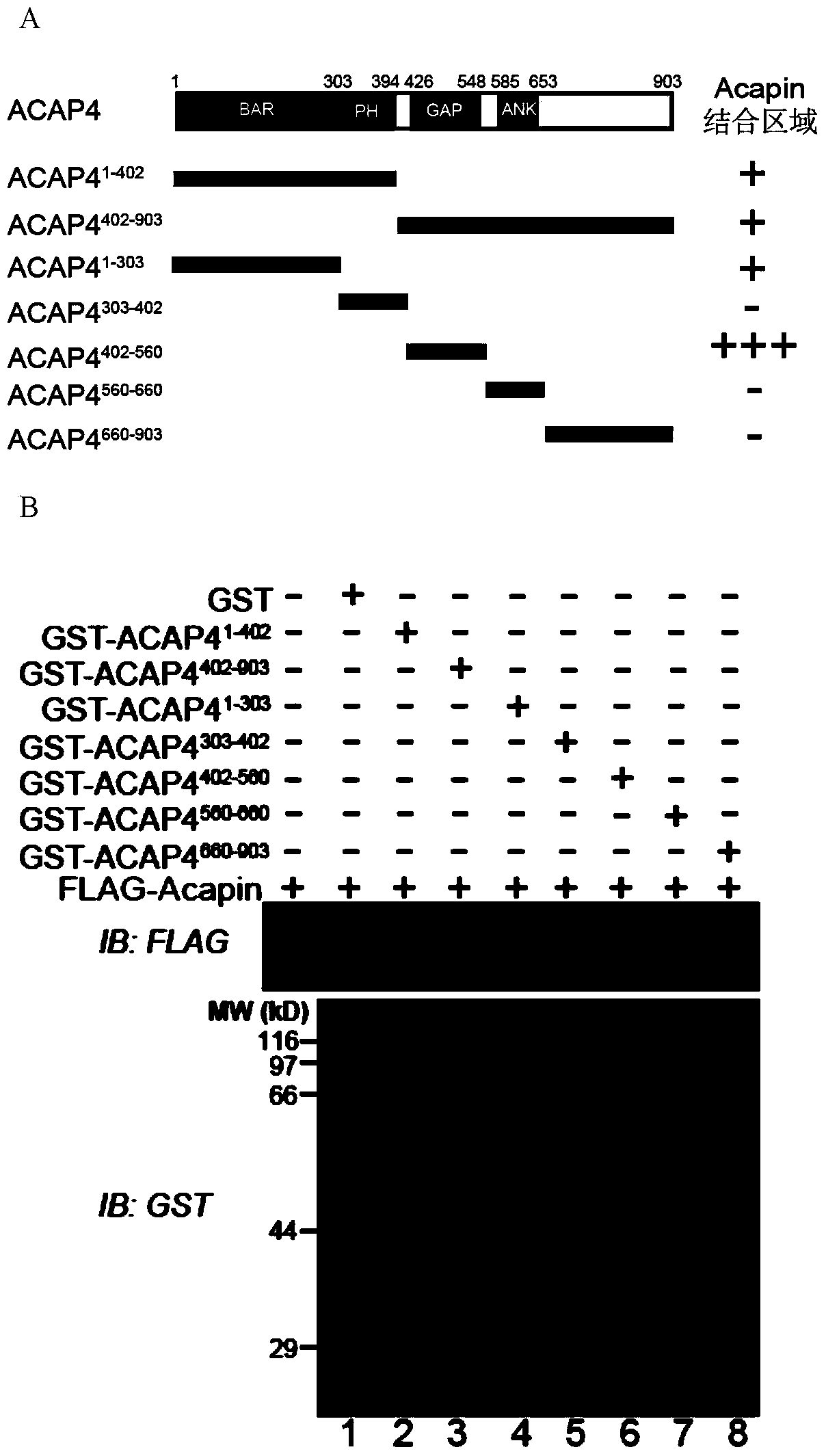 Verification of ACAP4 activity inhibiting protein and functions of ACAP4 activity inhibiting protein in cell migration