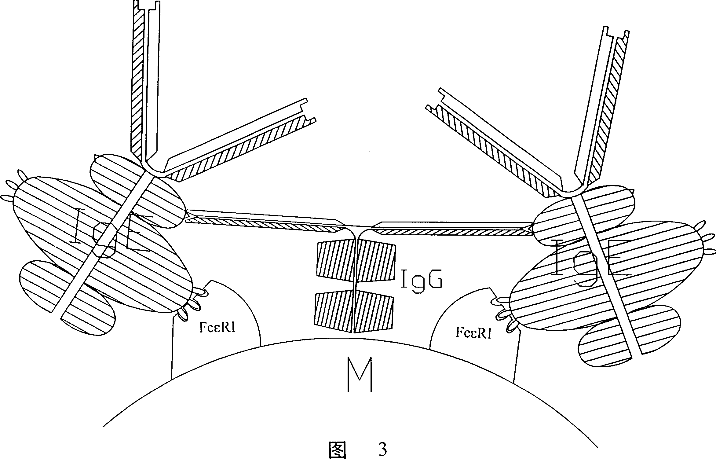 Peptide immunogen, vaccine made thereof for curing allergic reaction and its preparation method