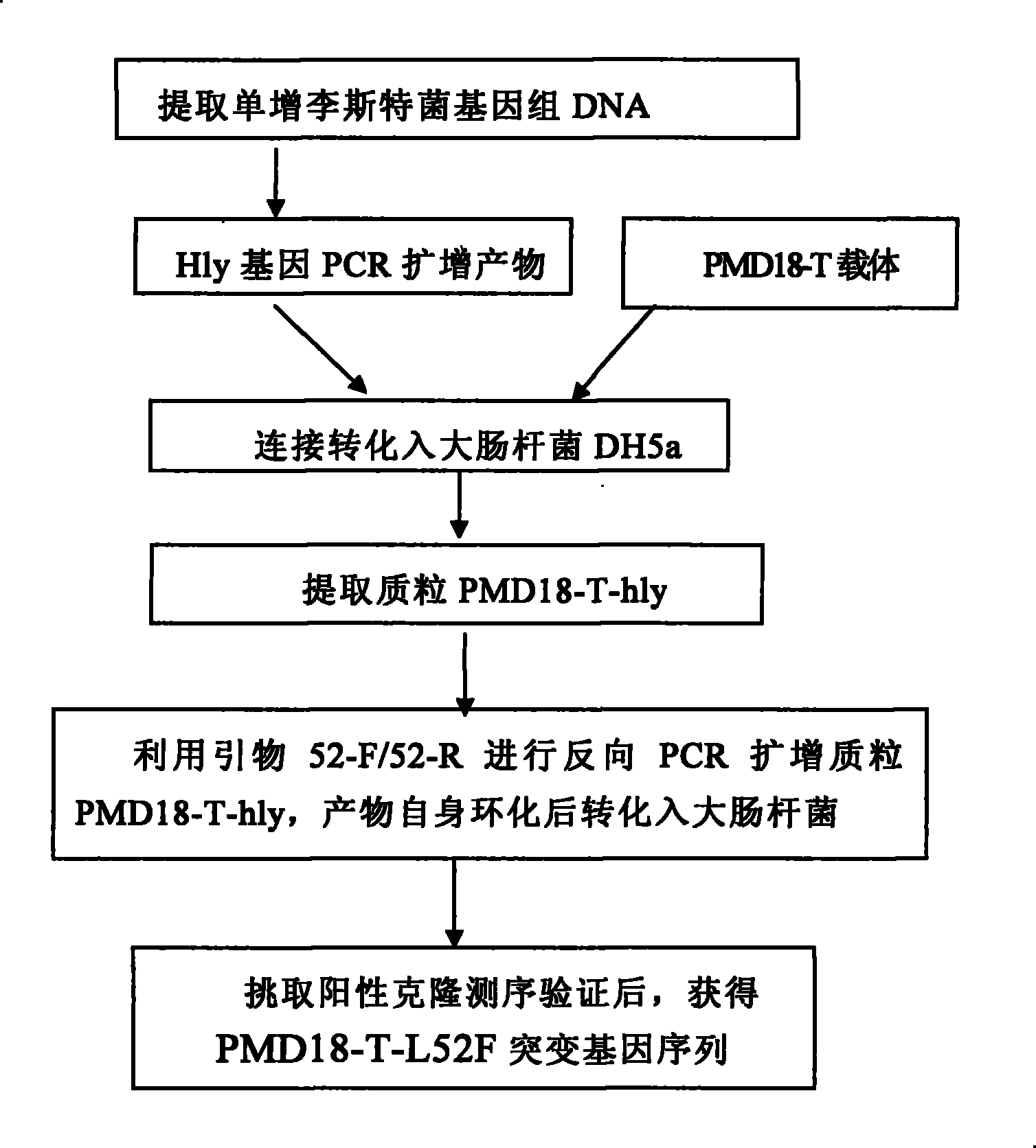 Nucleotide sequence for reinforcing antigenicity of listeria monocytogenes listeriolysin O