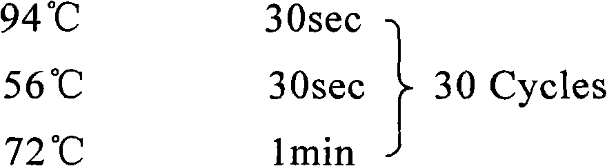 Nucleotide sequence for reinforcing antigenicity of listeria monocytogenes listeriolysin O