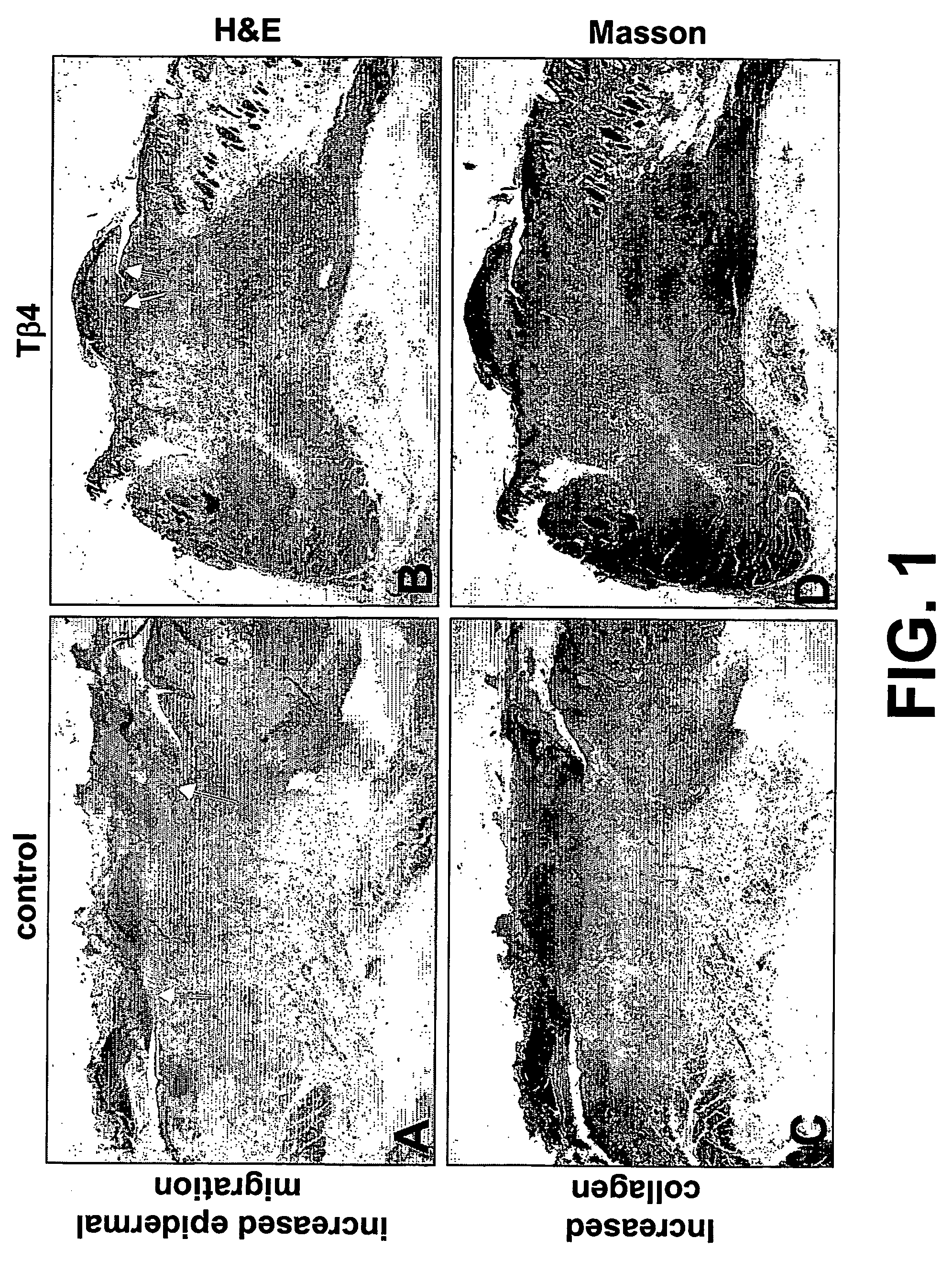Methods and compositions for the promotion of a hair growth utilizing actin binding peptides