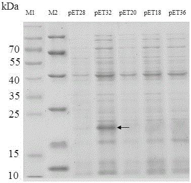 Production method of toxin Tx4 (6-1) label-free recombinant protein