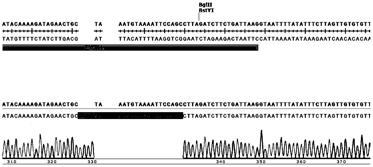 Construction method and application of plasmid composition, dnapk gene knockout rat model
