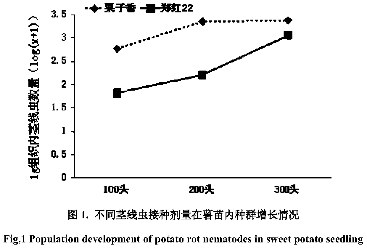Stem nematode disease resistance identification method for sweet potato related wild species