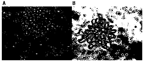 Mass preparation method of dendritic cells derived from umbilical cord blood CD34+ hematopoietic stem cells