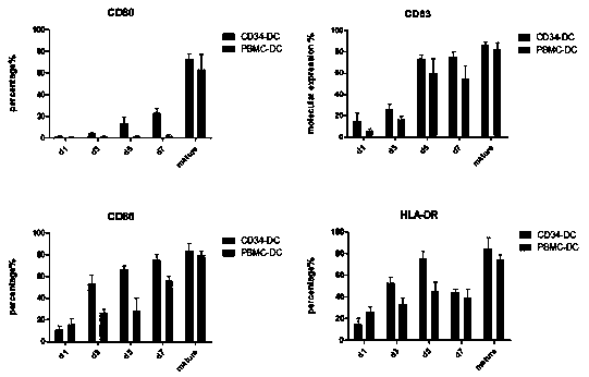 Mass preparation method of dendritic cells derived from umbilical cord blood CD34+ hematopoietic stem cells