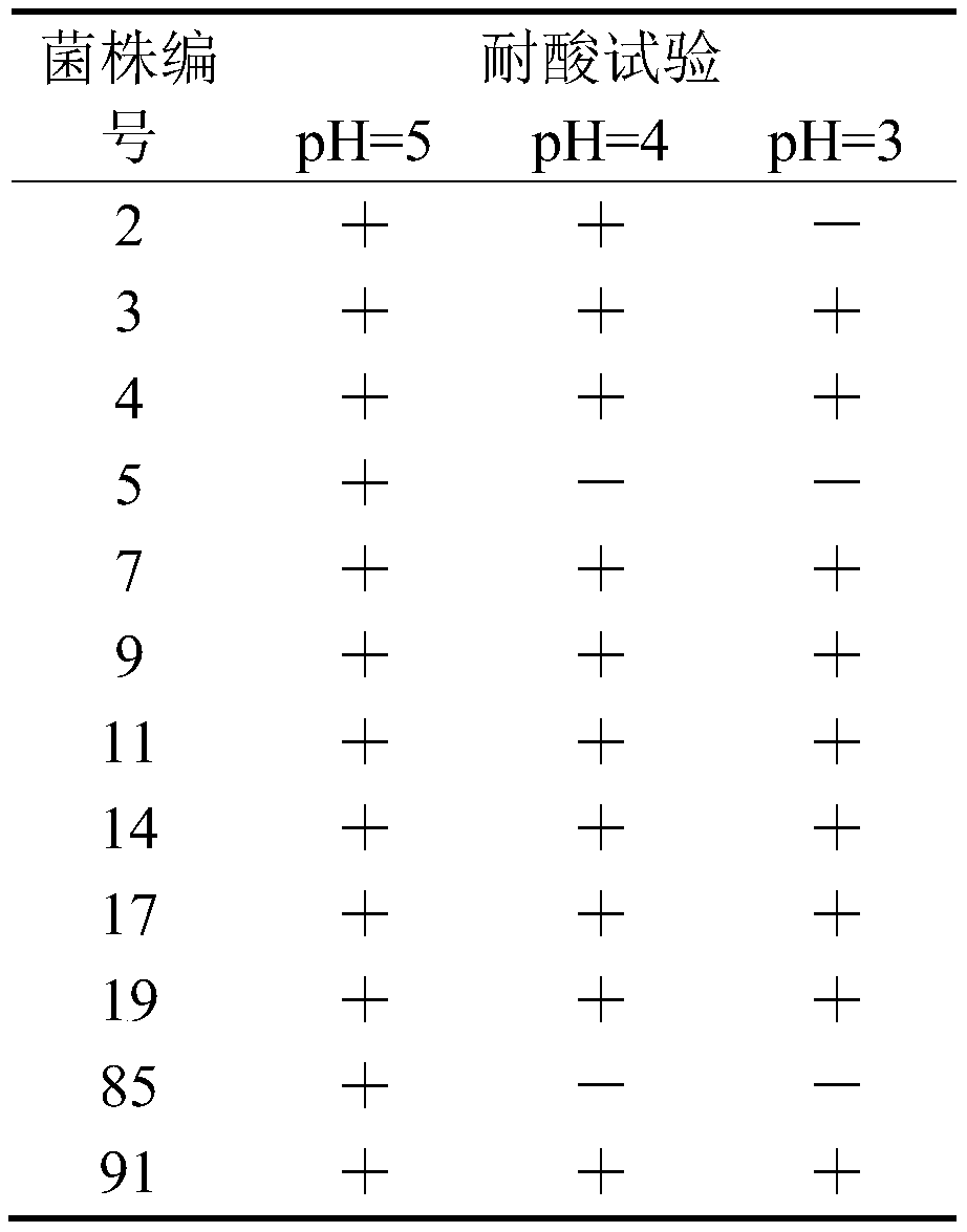 Phalaris arundinacea lactic acid bacteria for broussonetia papyrifera silage and application thereof