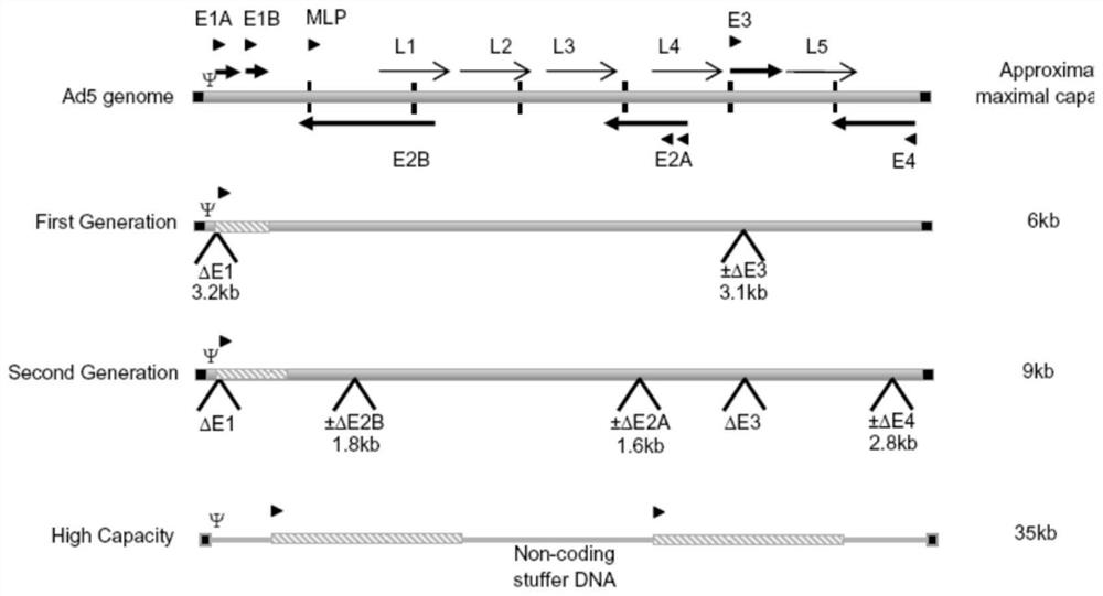 Novel chimpanzee adenovirus vector as well as construction method and application thereof