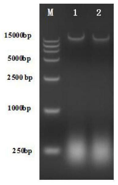 Novel chimpanzee adenovirus vector as well as construction method and application thereof