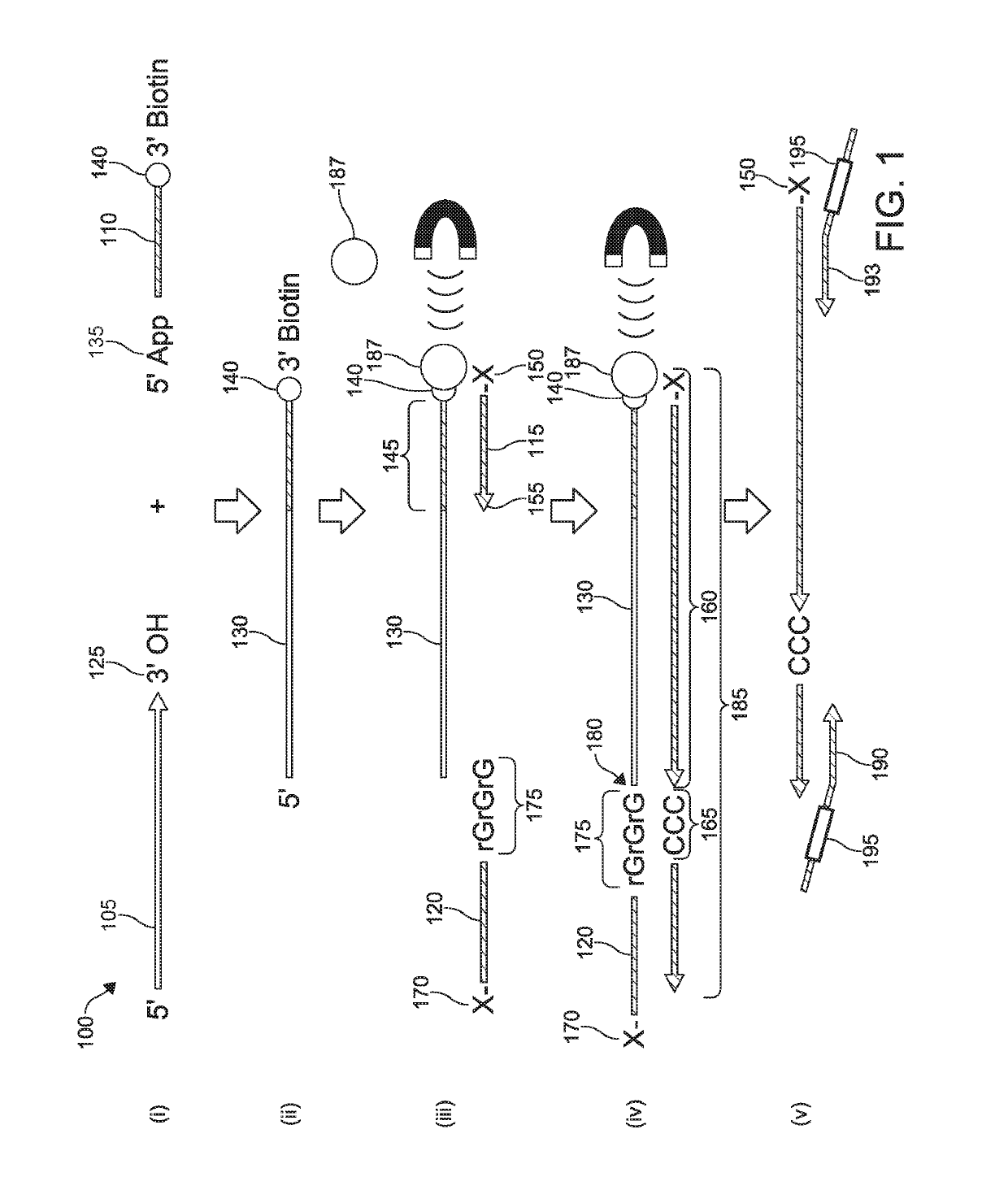 Strand specific nucleic acid library and preparation thereof Eureka