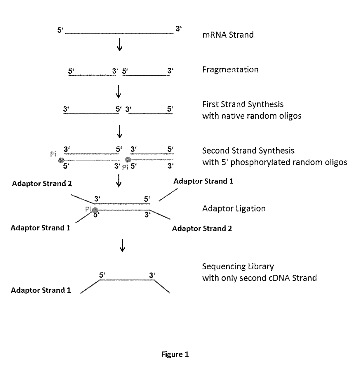 Method for generating a stranded RNA library