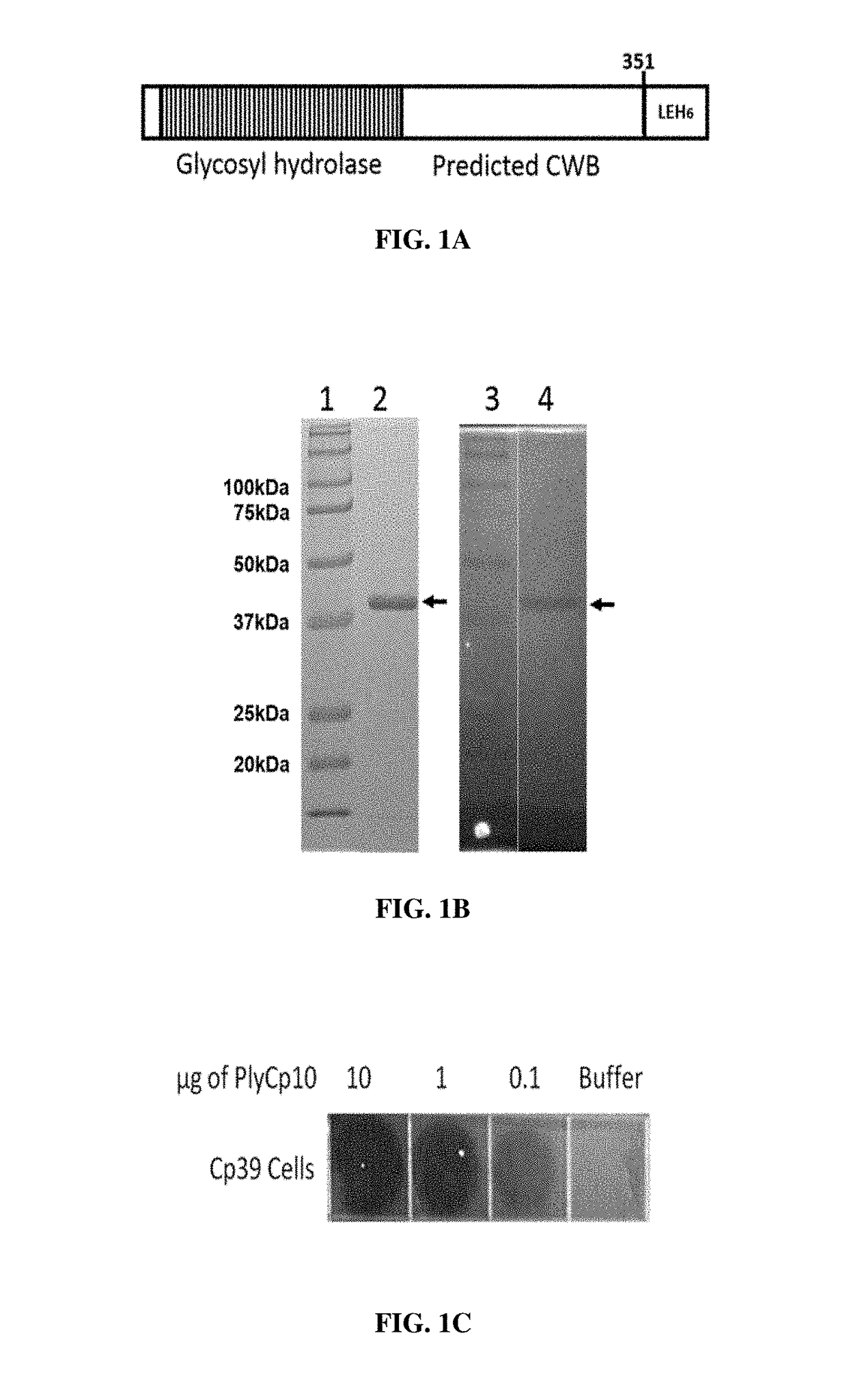 Characterization of Four Prophage Endolysins Specific for Clostridium perfringens