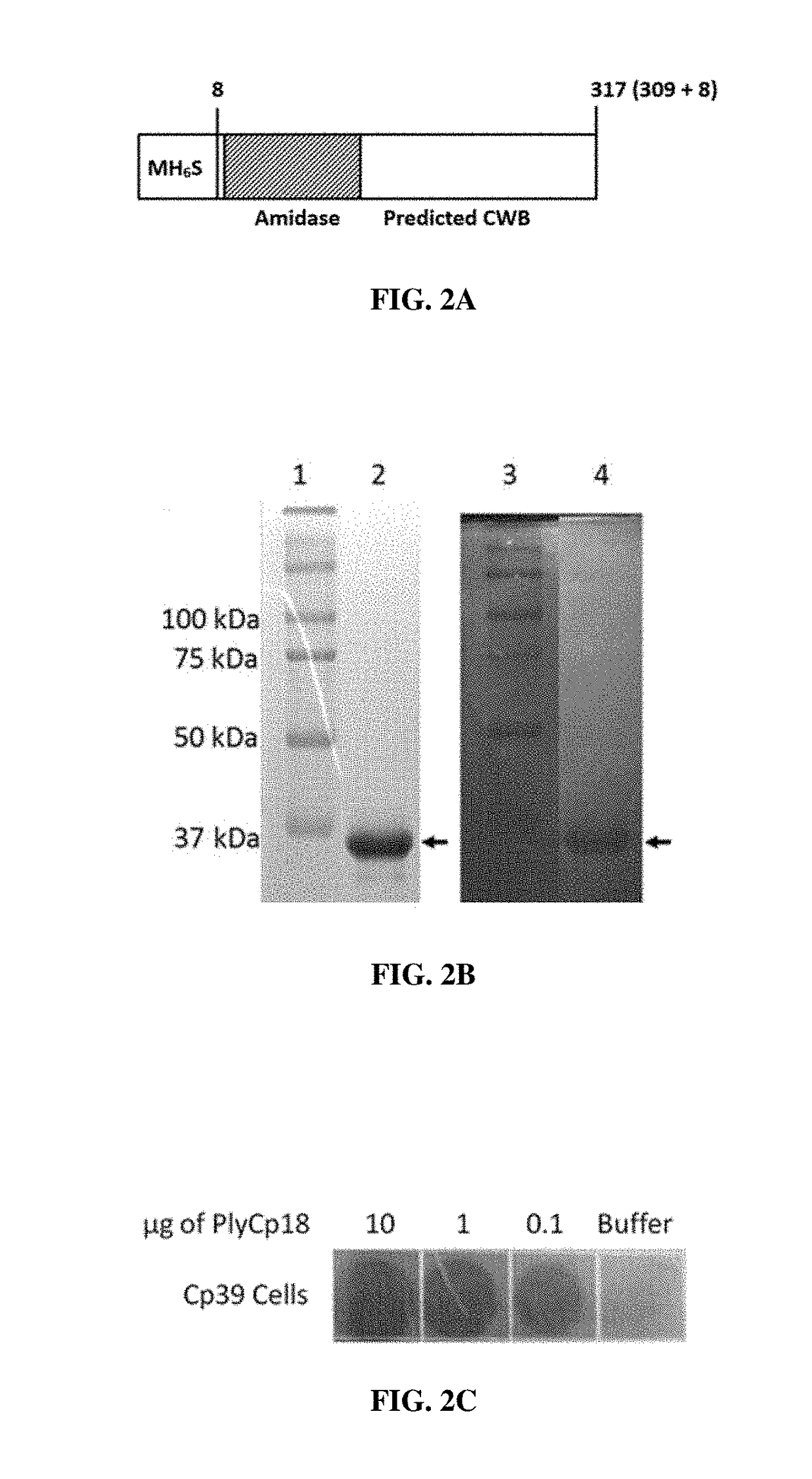 Characterization of Four Prophage Endolysins Specific for Clostridium perfringens