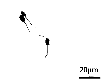 Normal-temperature and low-temperature boar sperm diluent based on chlorpromazine