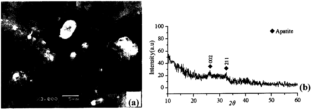 A three-dimensional porous titanium-based magnesium-doped coating and its preparation method