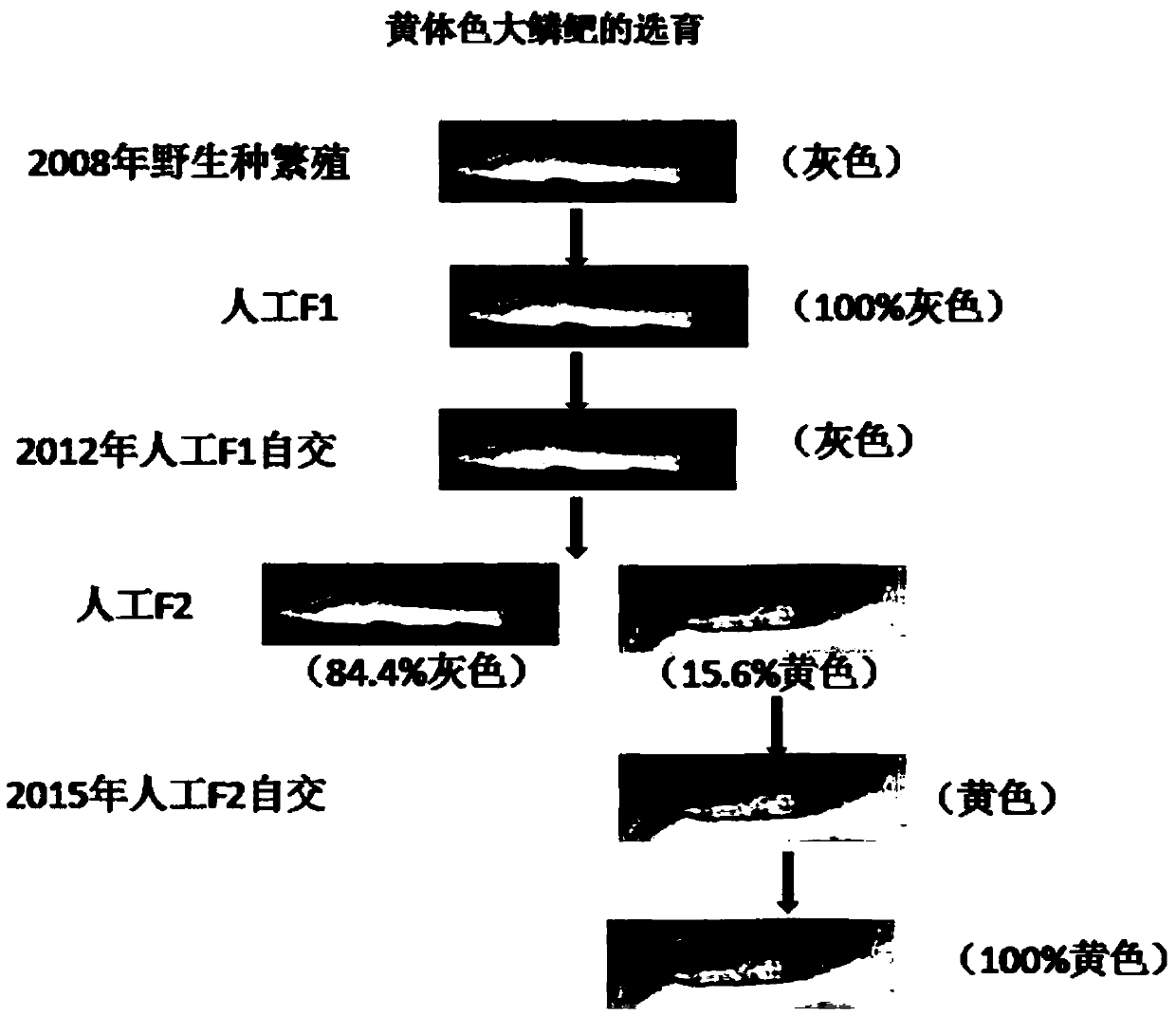 A Seed Production Method of Pure Line Yellow Barb