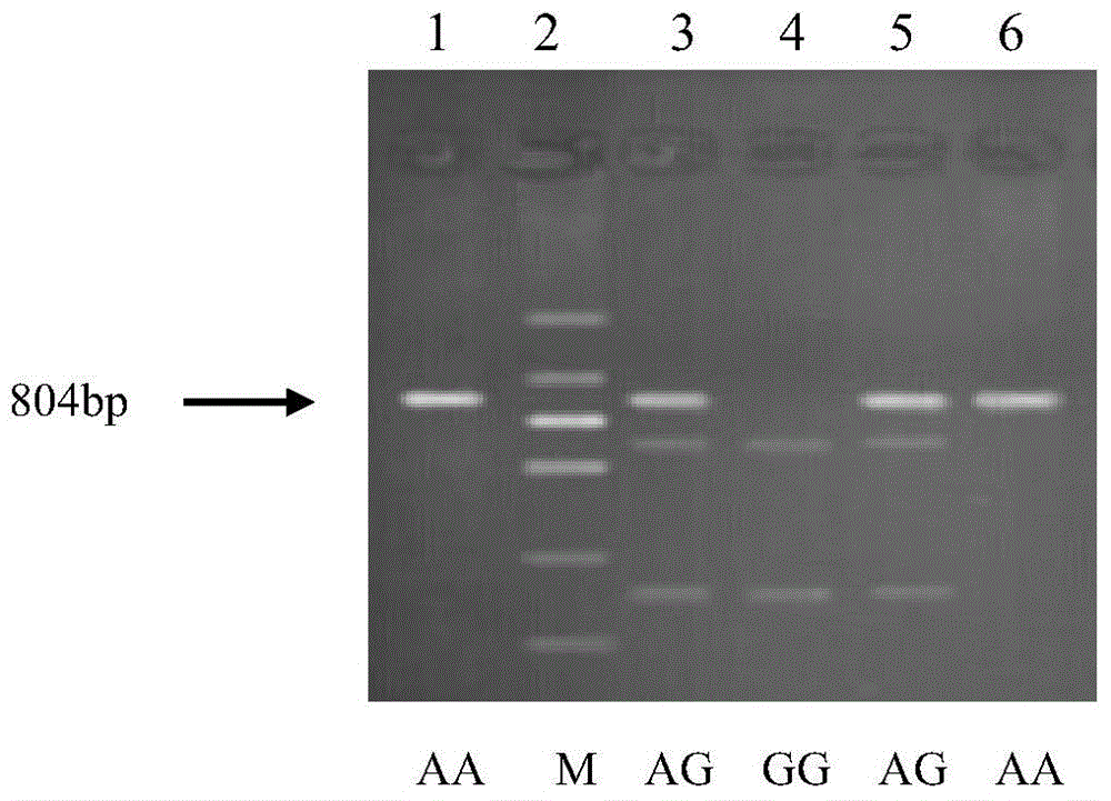 Cloning and application of pork quality character related GADD45G gene molecule marker
