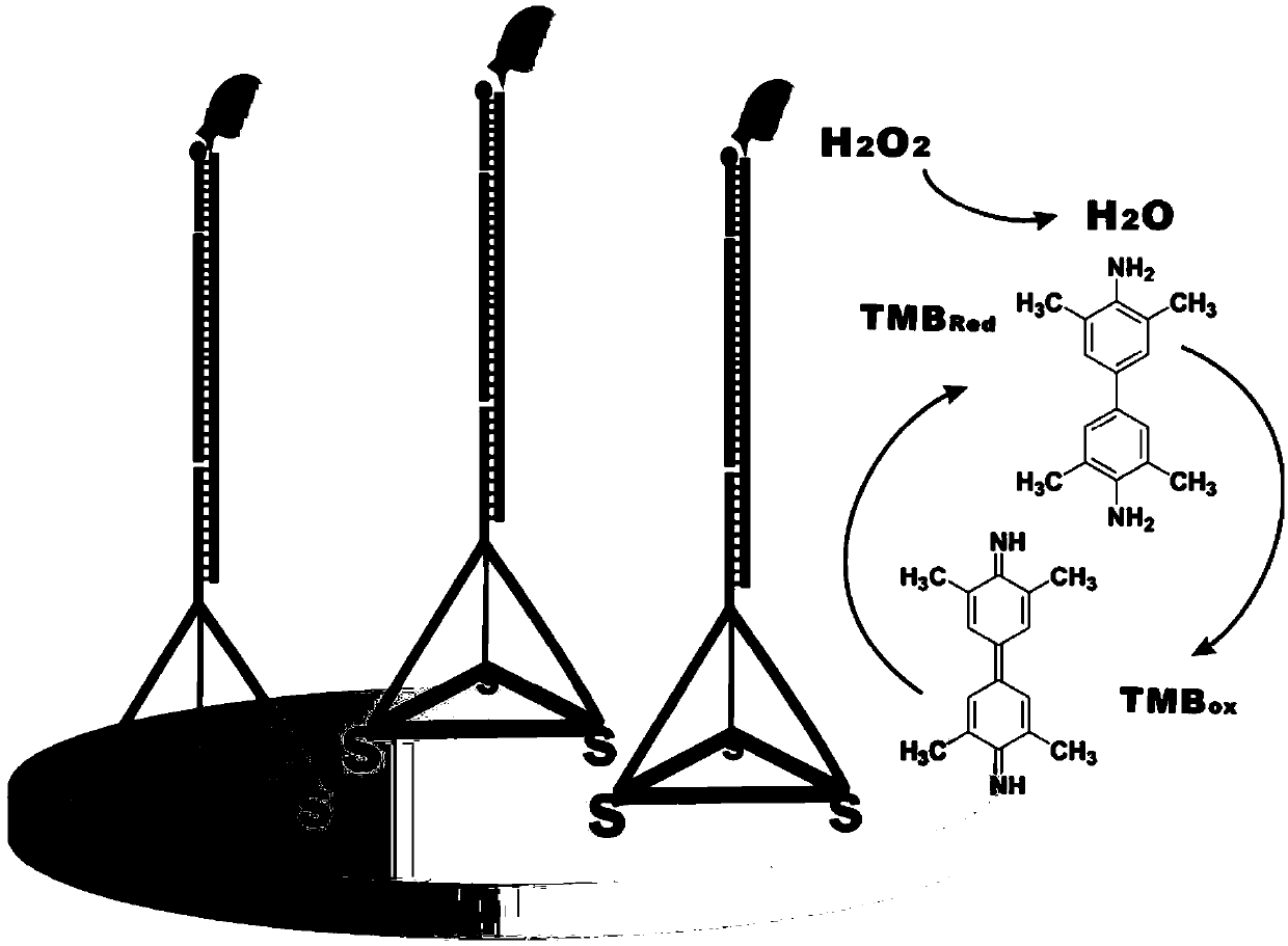 Method for detecting miRNA (ribonucleic acid)