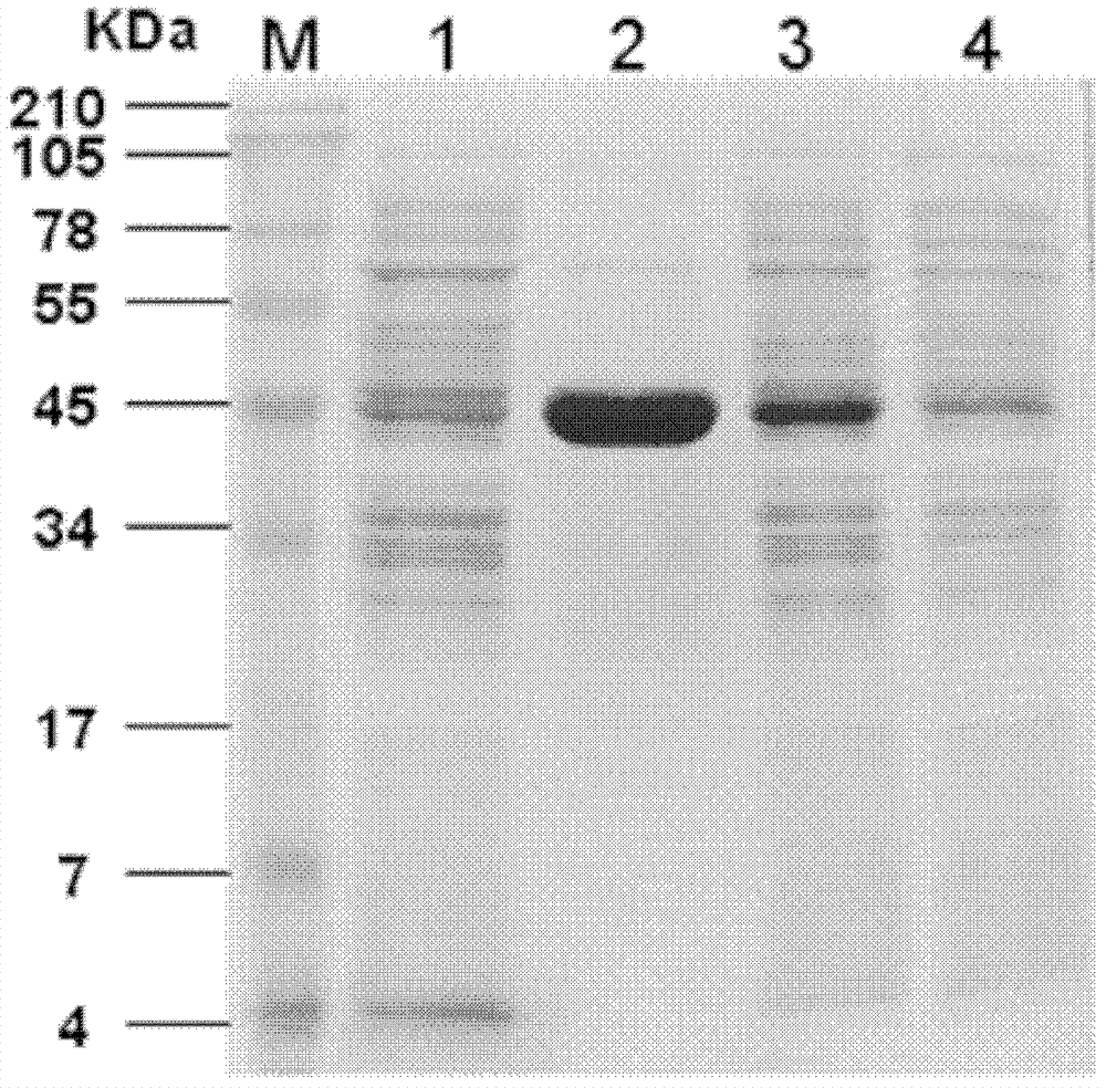 Recombinant MSG1 protein monoclonal antibody and blocked ELISA (Enzyme-linked Immuno Sorbent Assay) method for detecting haemophilus parasuis mycoplasma specific antibody