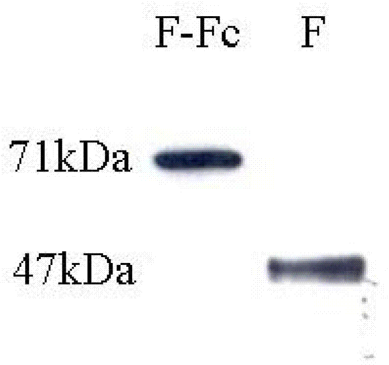 Fusion protein of RSV (respiratory syncytial virus) protein F and Fc, and application thereof