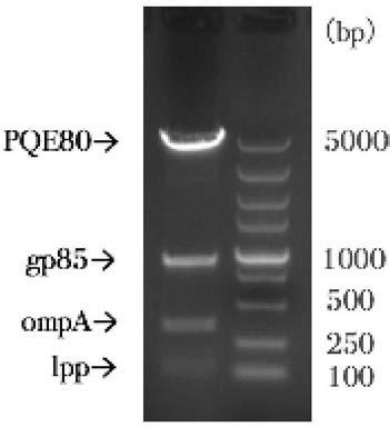 Avian leukemia double plate agglutination antigen of chicken pullorum disease-J subgroup and preparation method thereof