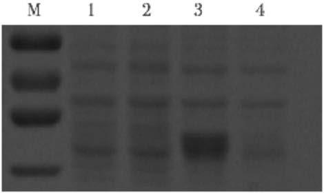 Avian leukemia double plate agglutination antigen of chicken pullorum disease-J subgroup and preparation method thereof