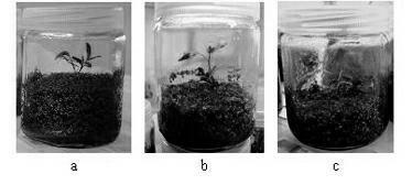 Rooting culture method for poplar tissue culture seedlings