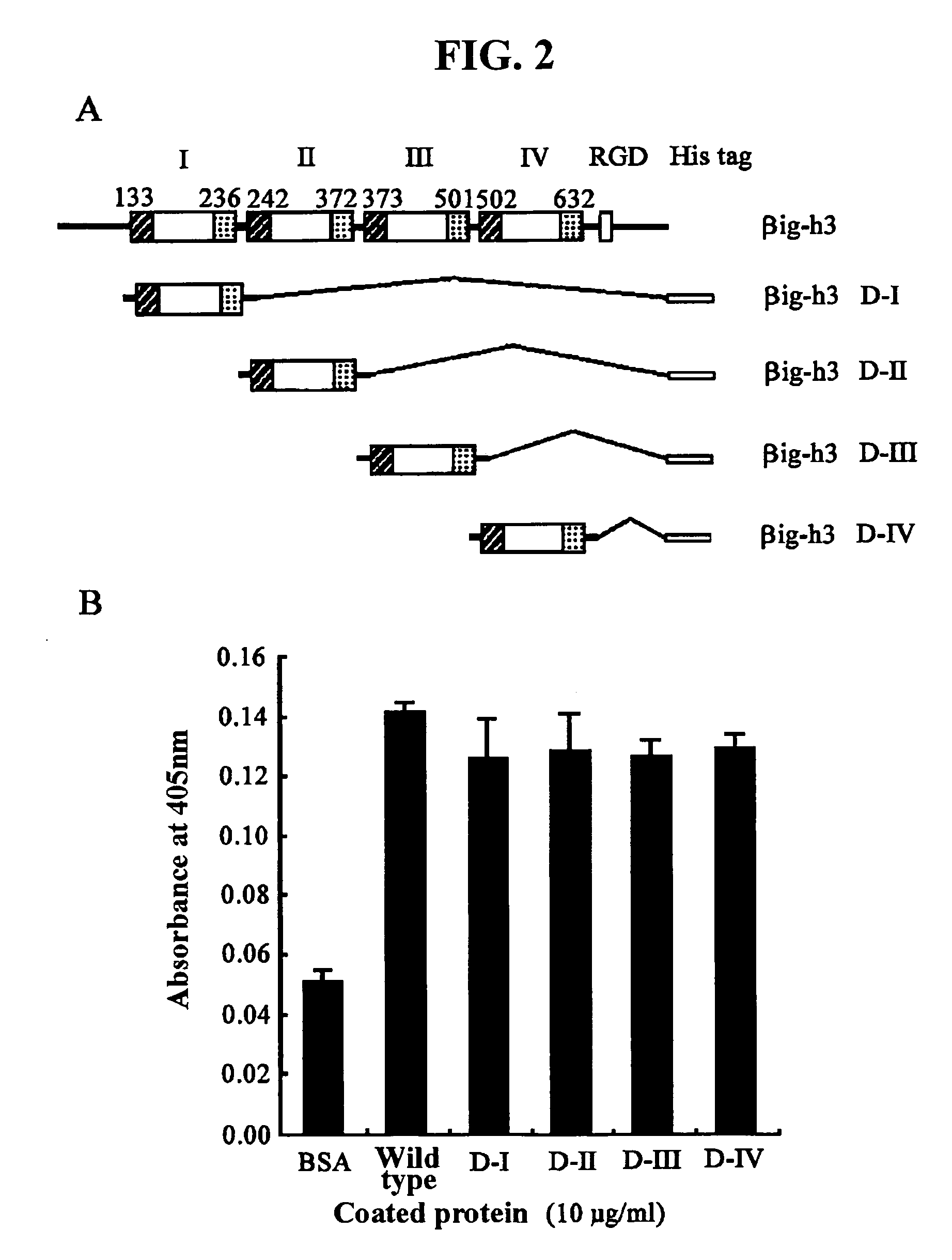 Use of a peptide that interacts with αvβ3 integrin of endothelial cell