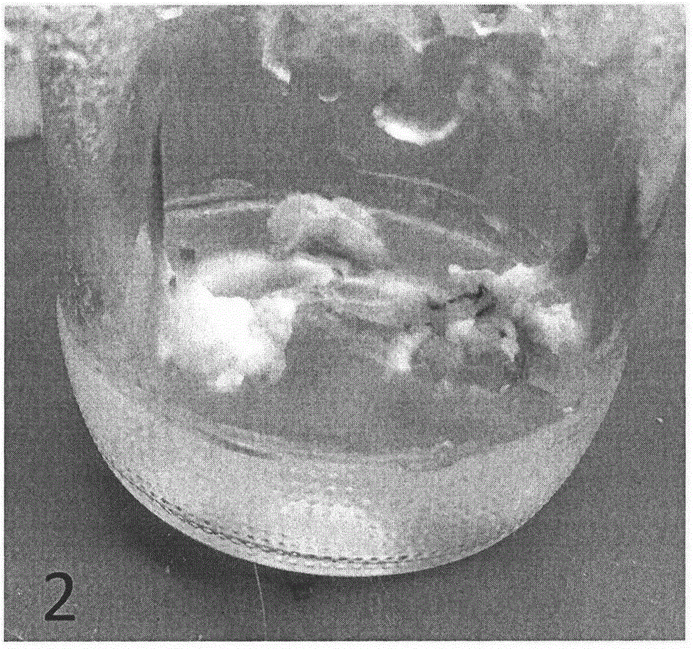 Method for mass propagation of lycoris aurea through somatic embryogenesis