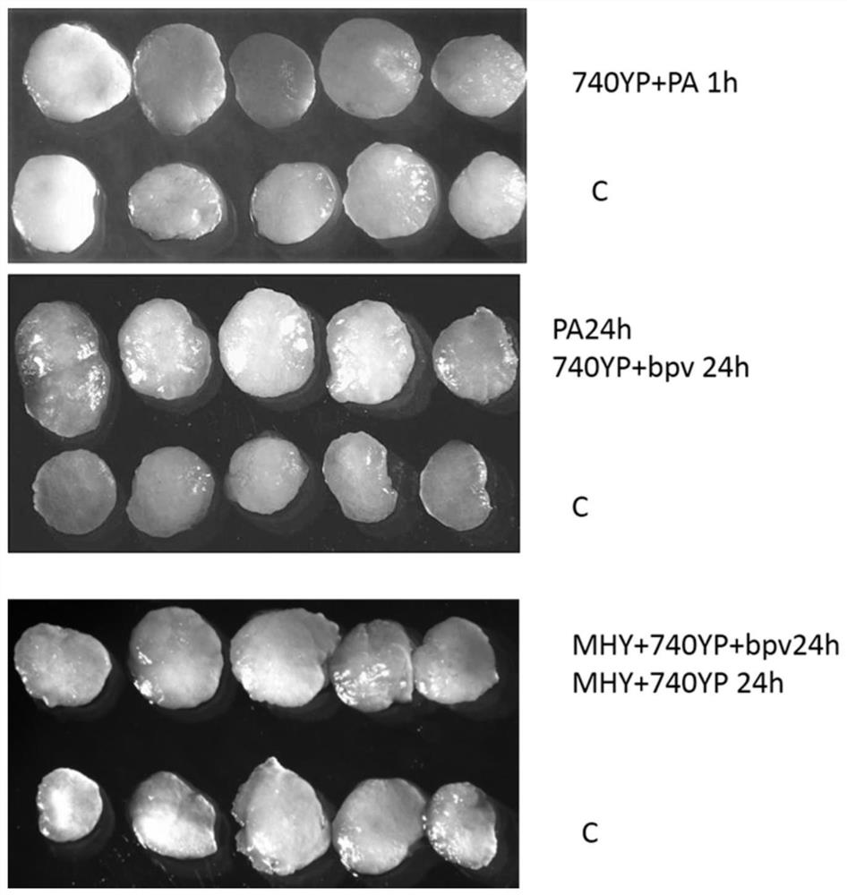 Primordial follicle activator and its application in culture medium of human ovarian cortex