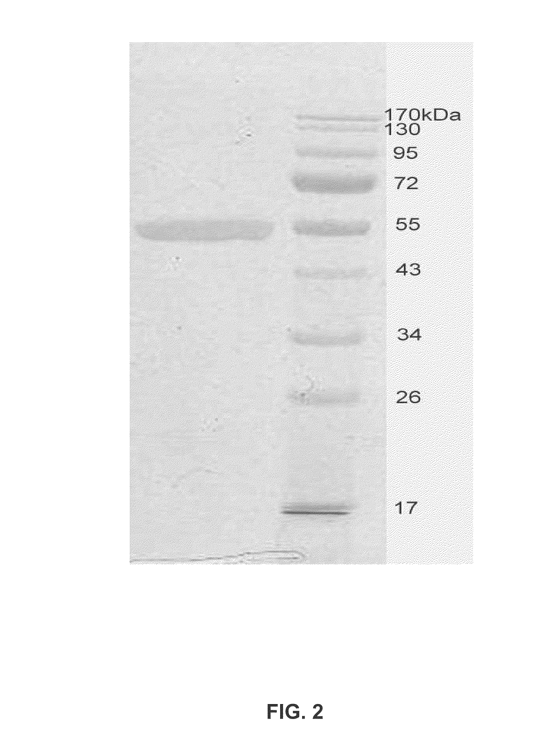 Protein crystal of human cytochrome p450 aromatase and uses thereof