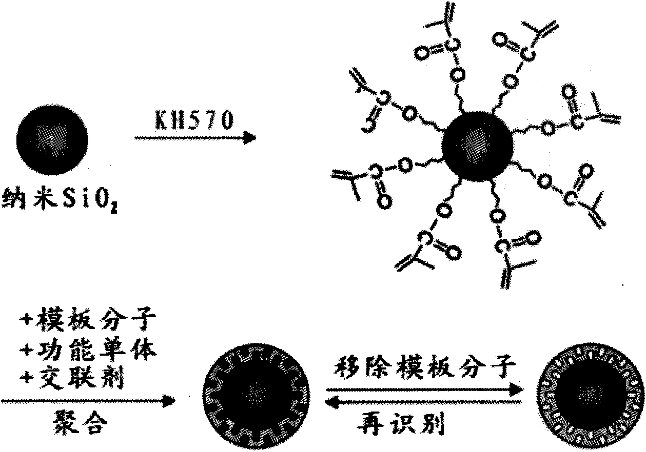 Preparation method of estrogen specific nanometer silica gel surface molecule marking material