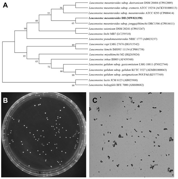 Screening method of leuconostoc mesenteroides and application of leuconostoc mesenteroides in preparation of aquatic product bacteriostatic agent