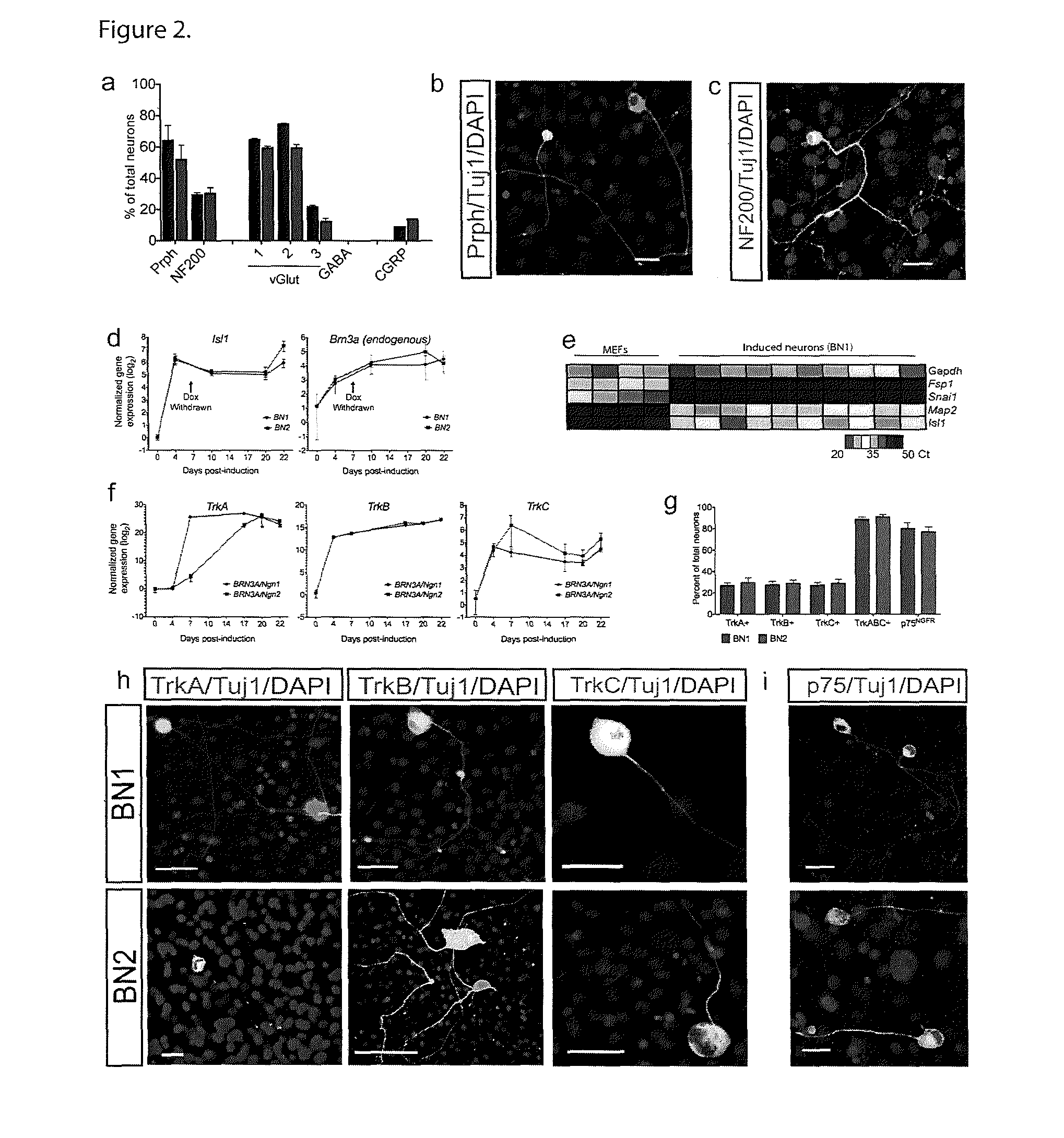 Methods and compositions related to induced sensory neurons