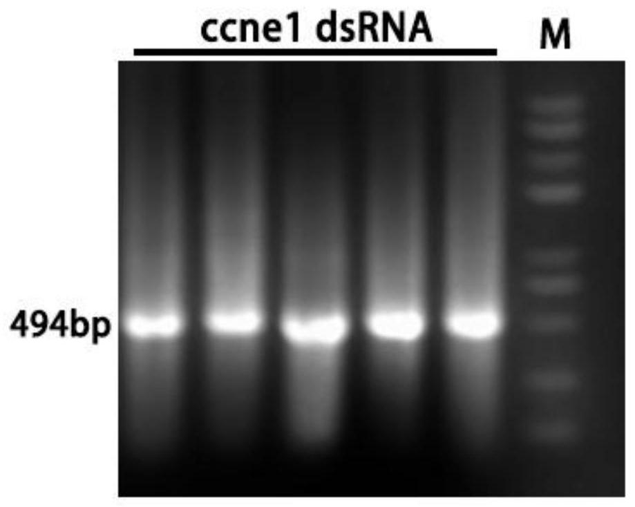 DsRNA of oncorhynchus mykiss ccne1 gene and application thereof