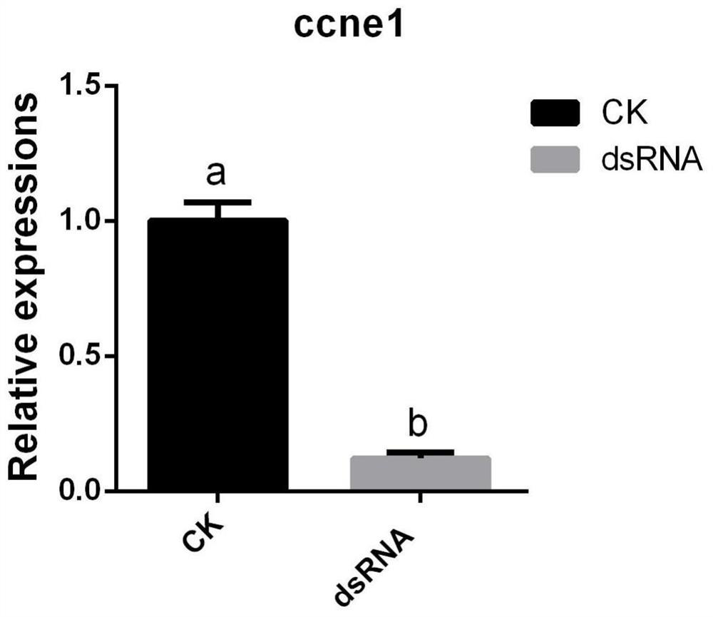 DsRNA of oncorhynchus mykiss ccne1 gene and application thereof