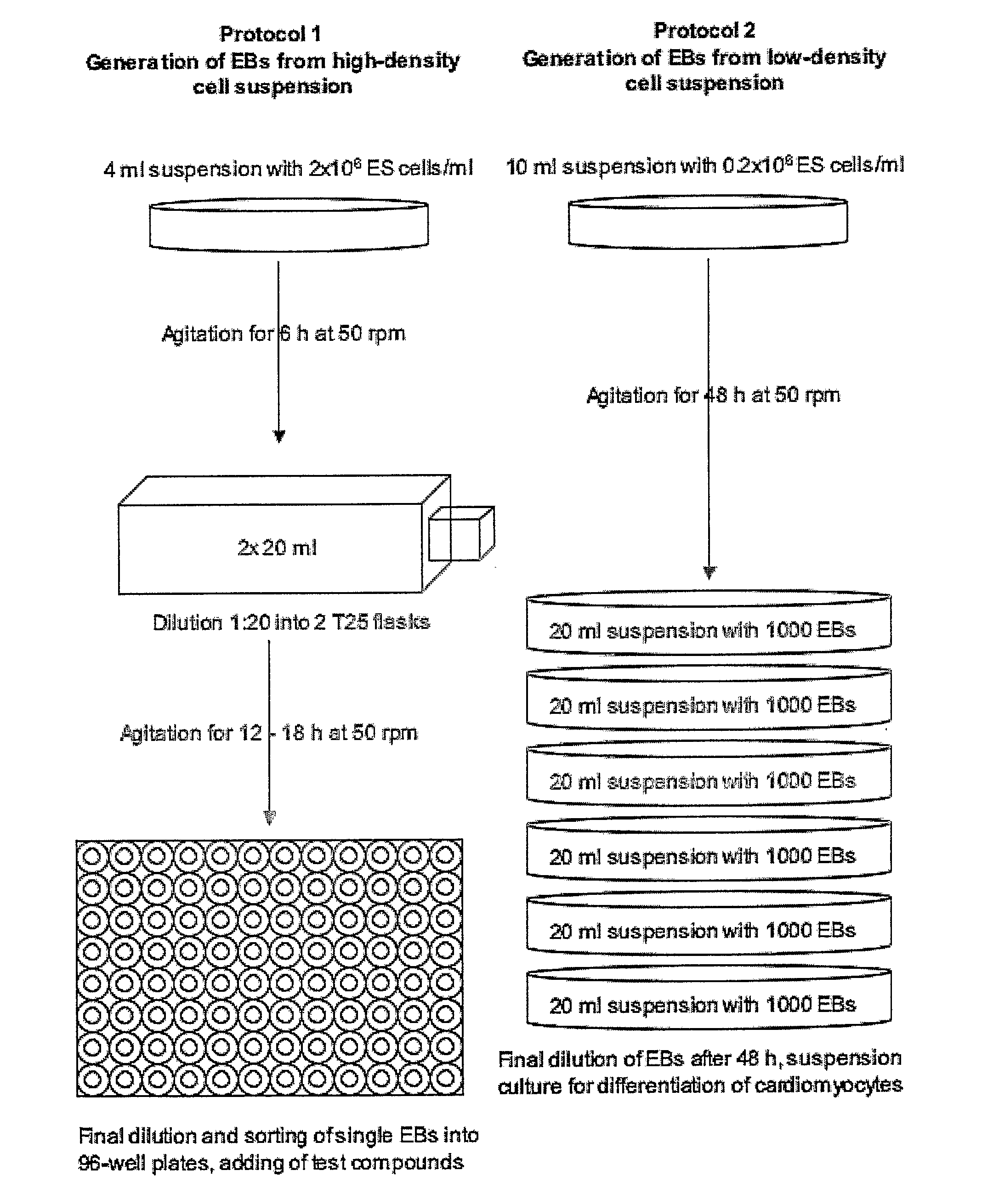 Novel Method for the Preparation of Embryoid Bodies (Ebs) and Uses Thereof