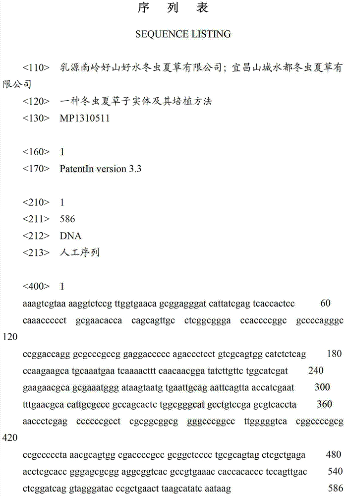 Cordyceps sinensis fruiting body and cultivating method thereof