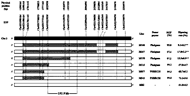 Cold-tolerance gene qCT-3-2HHZ for rice booting stage stable expression and molecular marking method thereof