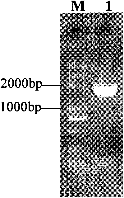 Pyruvic oxidase, and nucleotide sequence, recombinant vector, recombinant host cell and kit thereof