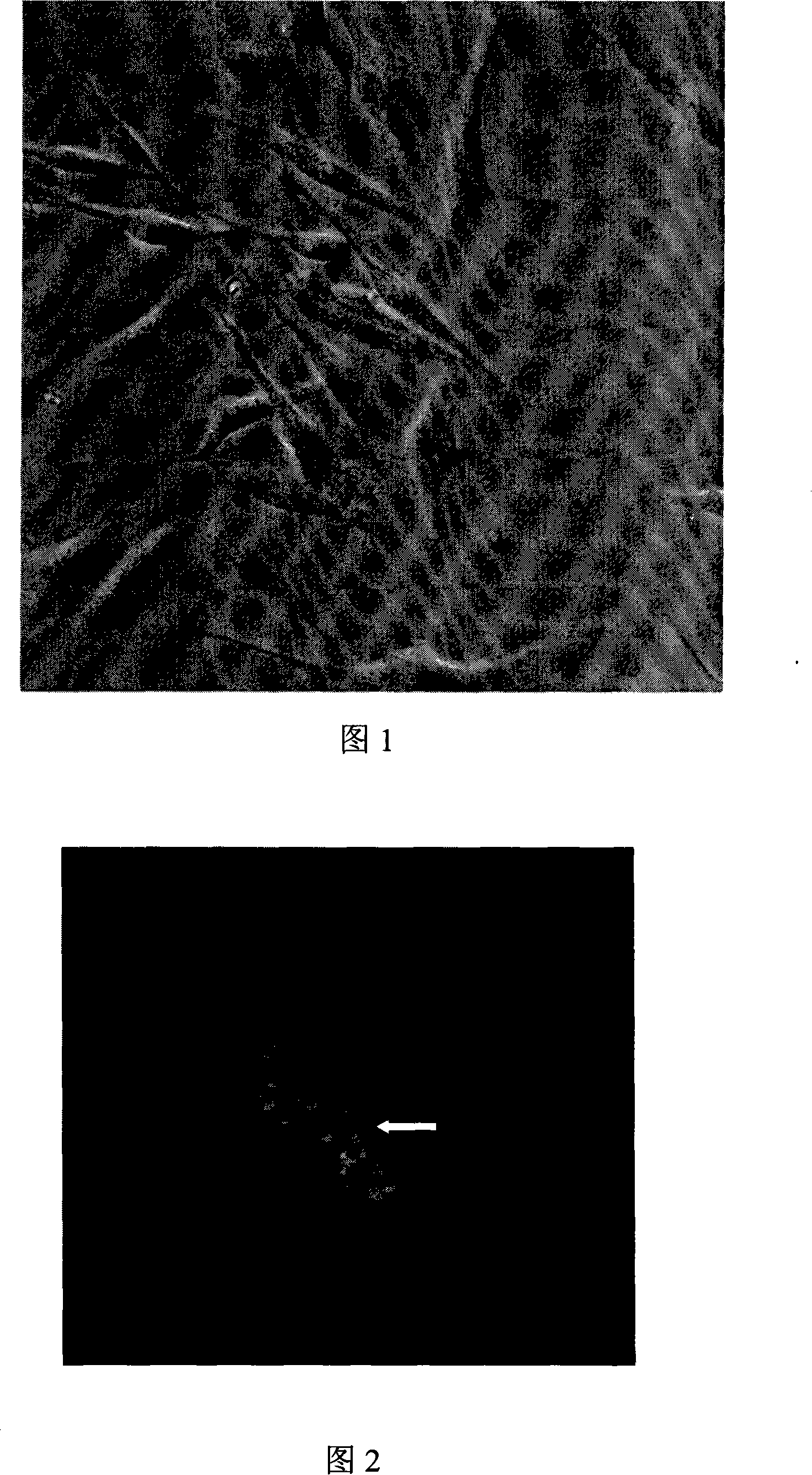 Method for leading plasmid carrier containing gene cure segment in cell by nano particles