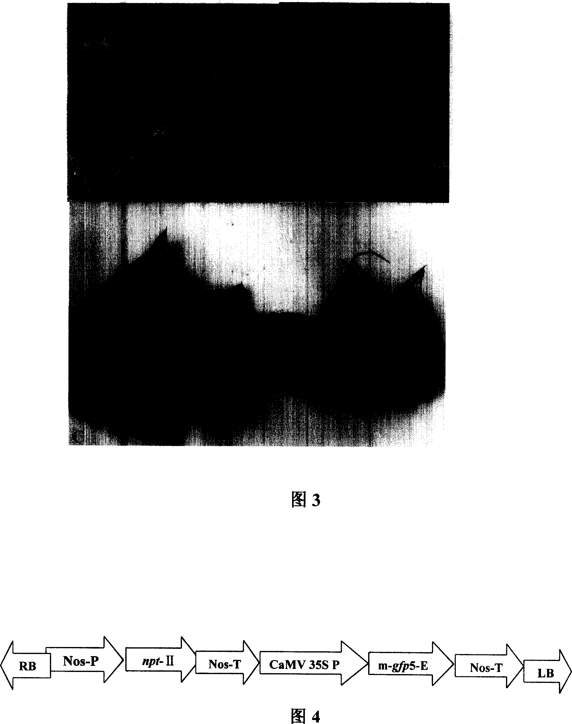 Method for converting cotton germ by agrobacterium with ultrasonic wave aid