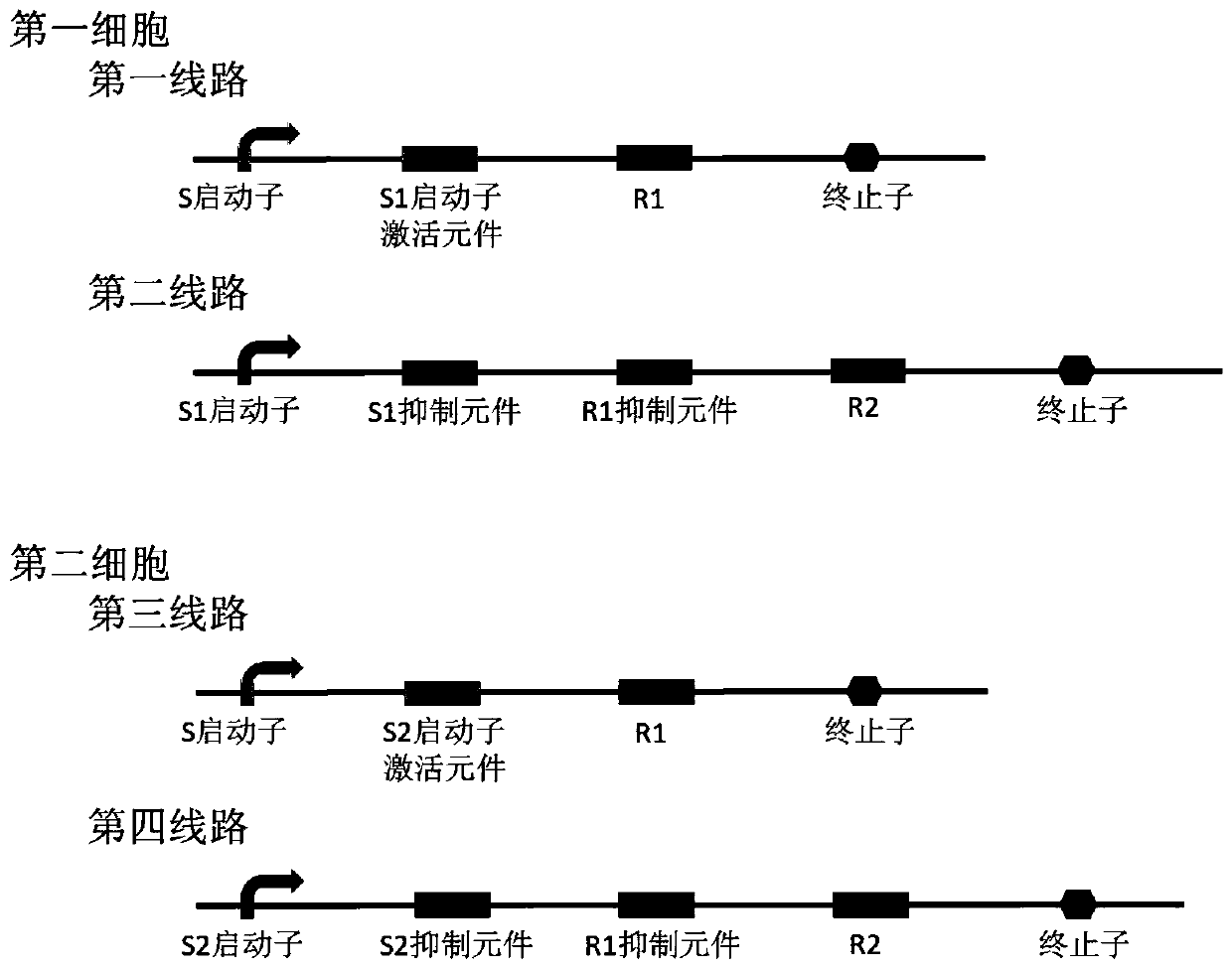 Bacterial cell computing component that indicates priority of a signal at different accompanying signals