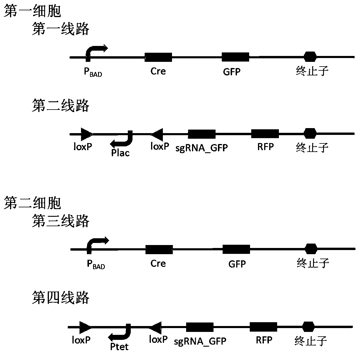 Bacterial cell computing component that indicates priority of a signal at different accompanying signals