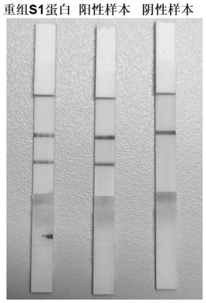 Immunochromatography reagent strip for porcine acute diarrhea syndrome coronavirus antigen and preparation method of immunochromatography reagent strip