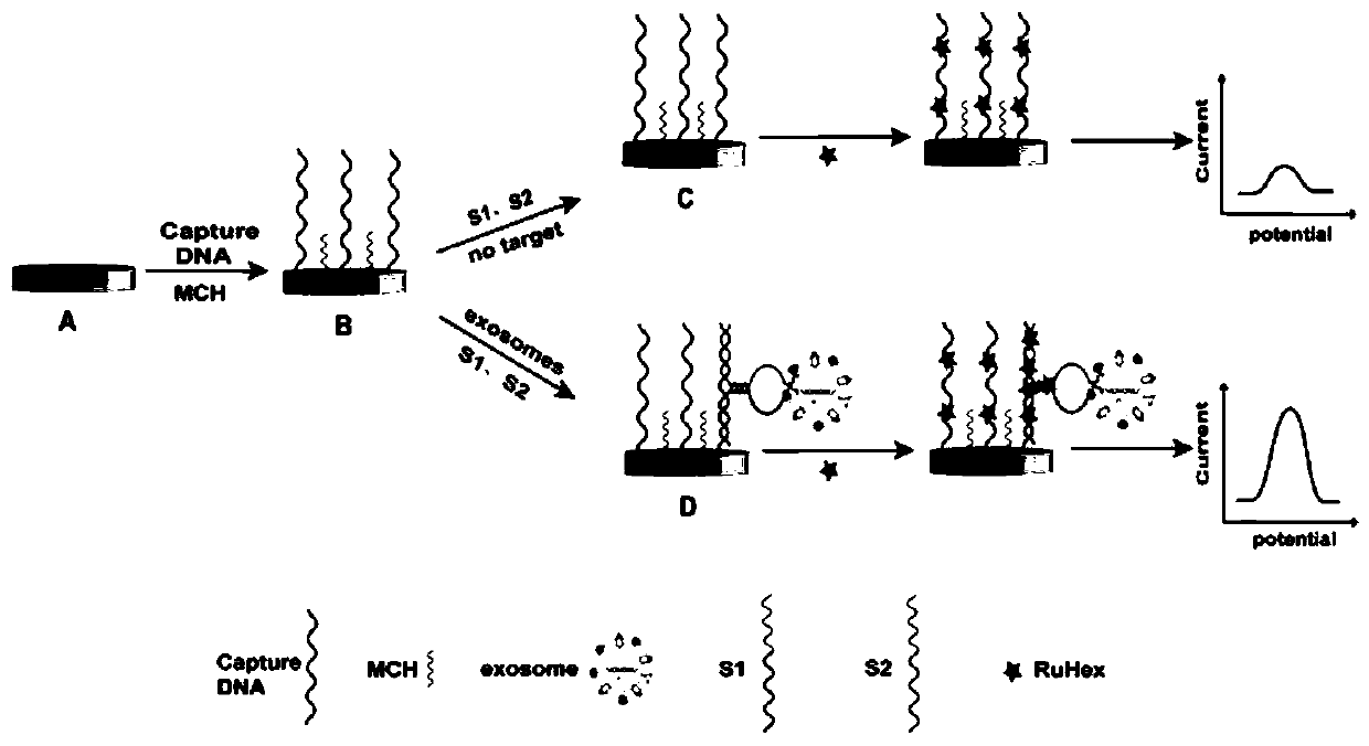 Electrochemical sensor based on short-distance hybridization of split aptamer as well as preparation method and application of electrochemical sensor